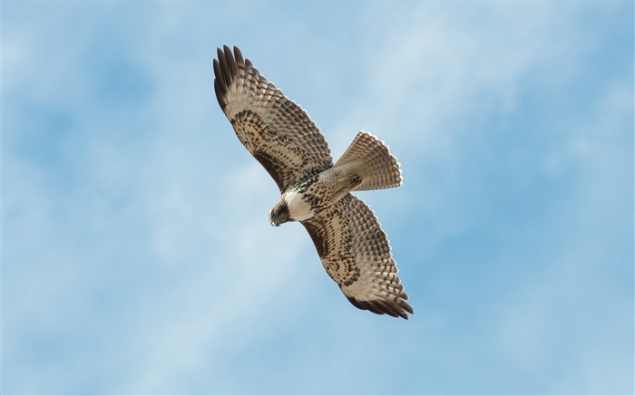 Птица полет, крылья, голубое небо обои,s изображение