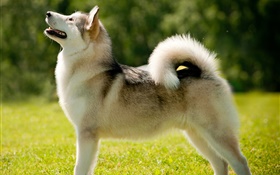 Аляскинский маламут собака крупным планом HD обои