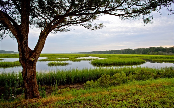 Амелия-Айленд, Флорида, США, дерево, болото обои,s изображение