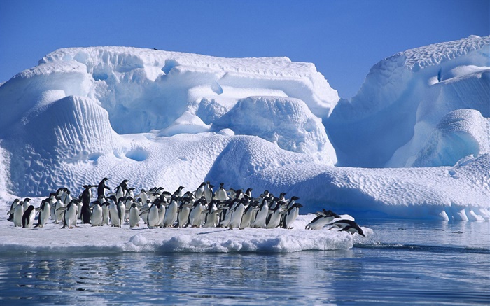 Антарктида Пингвины Адели, снег, лед обои,s изображение