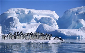 Антарктида Пингвины Адели, снег, лед HD обои