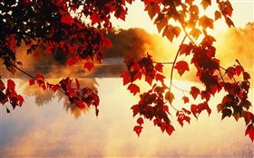 осенние листья, солнечные лучи, красивая природа пейзаж