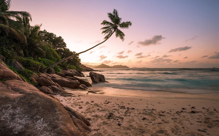 Пляж, побережье, пальмы, закат обои,s изображение