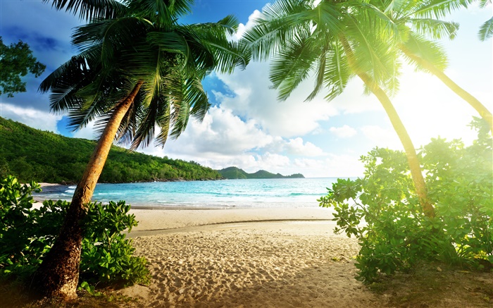 Пляж пейзаж, море, пальмы, небо, облака, солнце обои,s изображение
