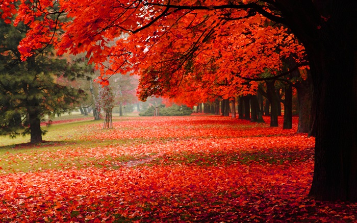 Красивая осень, красные листья обои,s изображение