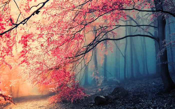 Красивая осень пейзажи, деревья, красные листья обои,s изображение