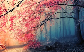 Красивая осень пейзажи, деревья, красные листья HD обои
