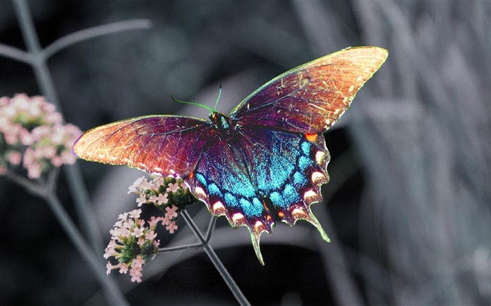 Красивая бабочка, крылья красочные обои,s изображение
