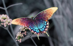 Красивая бабочка, крылья красочные
