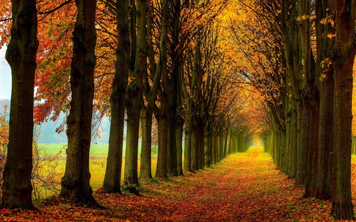 Красивая природа, лес, деревья, путь, осень обои,s изображение