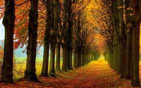 Красивая природа, лес, деревья, путь, осень HD обои