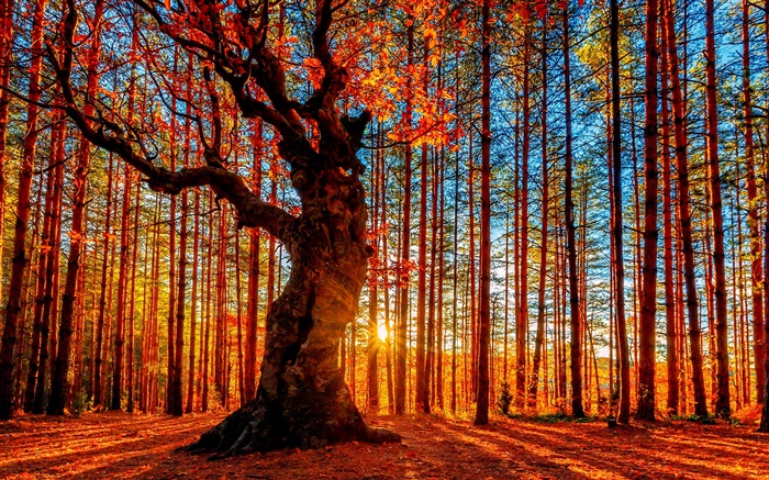 Красивый закат лес, деревья, красные листья, осень обои,s изображение