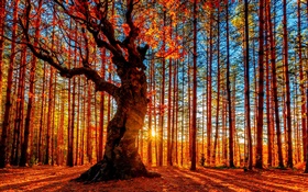 Красивый закат лес, деревья, красные листья, осень HD обои