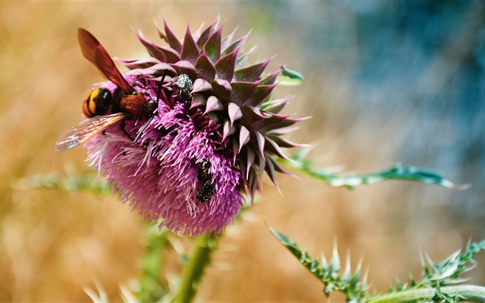 Пчелы, жуков, фиолетовые цветы обои,s изображение