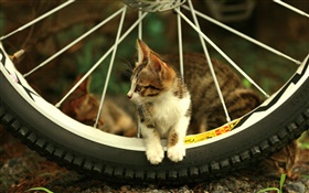 Колеса велосипедов, милый котенок HD обои