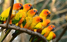 Птицы крупным планом, желтый попугаи
