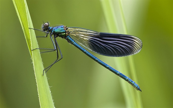 синие стрекозы обои,s изображение