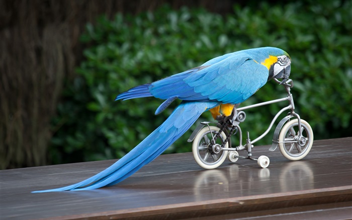 Голубой попугай перо езды на велосипеде обои,s изображение