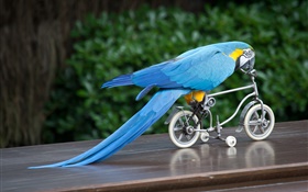 Голубой попугай перо езды на велосипеде
