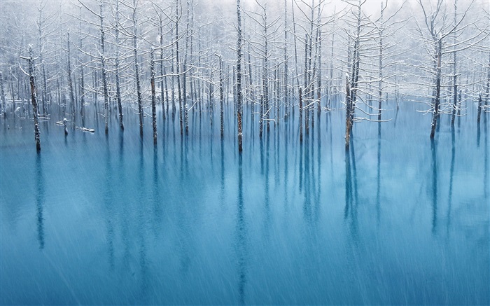Голубой пруд, деревья обои,s изображение