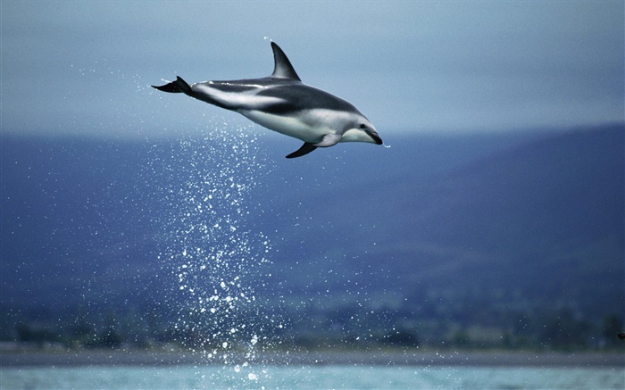 Синее море, дельфин полет обои,s изображение