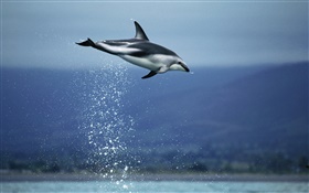 Синее море, дельфин полет HD обои