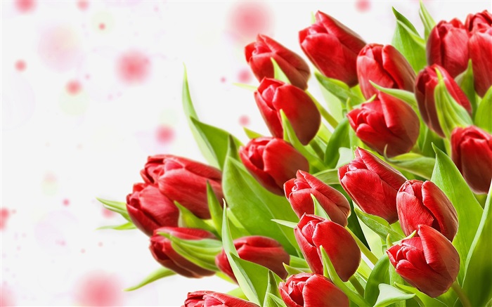 Букет цветов, красные тюльпаны обои,s изображение