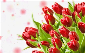 Букет цветов, красные тюльпаны HD обои