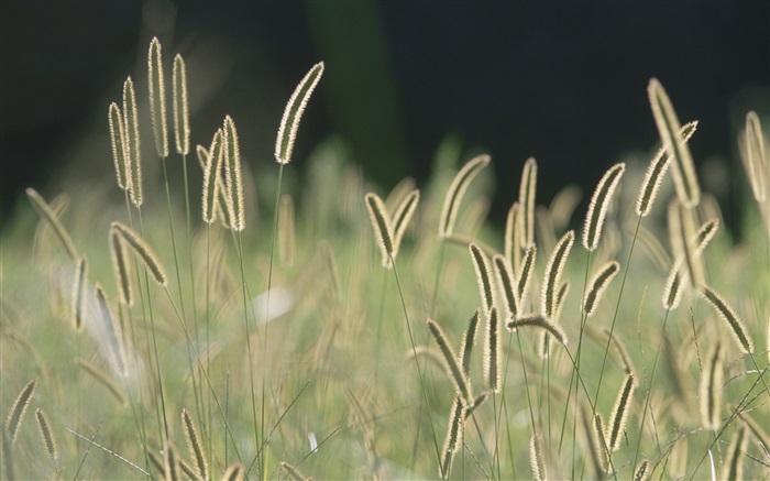 Щетина траву, боке обои,s изображение