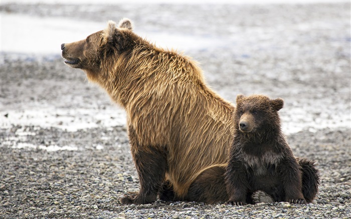 Бурые медведи семьи обои,s изображение