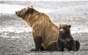 Бурые медведи семьи