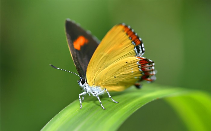 Бабочка, трава обои,s изображение