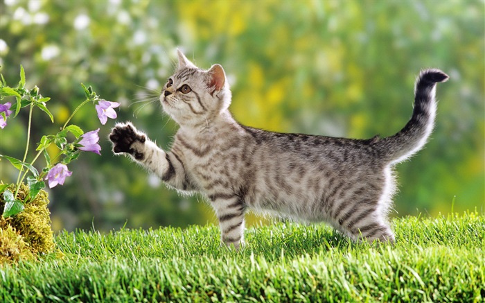 кошка с сенсорным цветок обои,s изображение