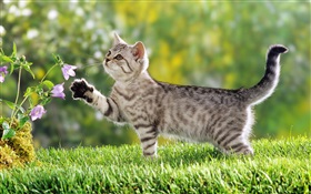 кошка с сенсорным цветок HD обои