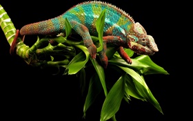 Chameleon ослепительно цвета HD обои