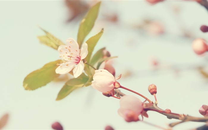 цветы вишни крупным планом обои,s изображение