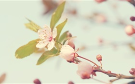 цветы вишни крупным планом HD обои