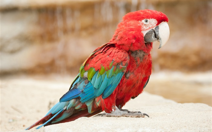 Красочные перо немного попугай обои,s изображение