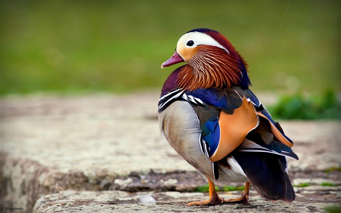 Красочные перья птиц, мандаринка обои,s изображение