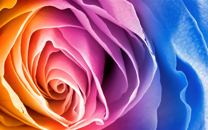 Красочные лепестков розы обои,s изображение