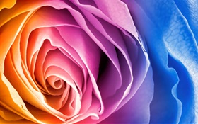 Красочные лепестков розы HD обои
