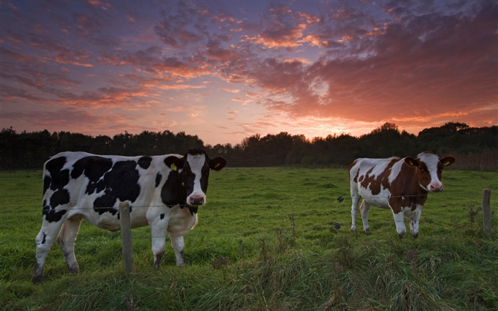 Коровы, закат, трава обои,s изображение