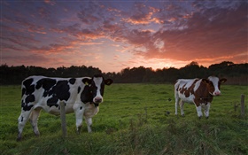Коровы, закат, трава HD обои