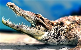 Крокодил большой рот