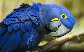Любопытный Голубой попугай HD обои