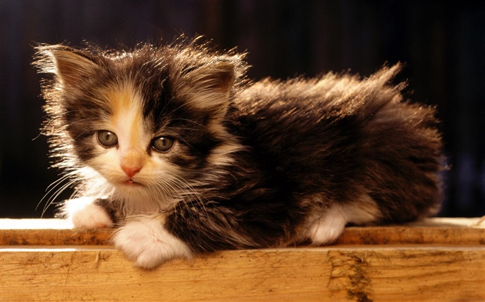 Симпатичные Американский бобтейл котенок обои,s изображение