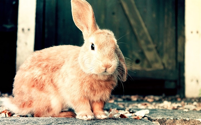 Симпатичные коричневый кролик обои,s изображение