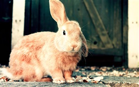 Симпатичные коричневый кролик HD обои