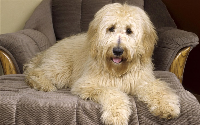 Собака на диване обои,s изображение