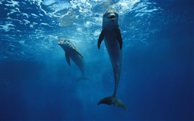 дельфинов в подводным HD обои